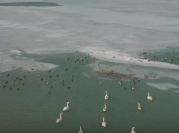 Замерзшее Азовское море на запорожском курорте облюбовали утки с лебедями (Видео)