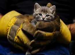 Отрадно: волонтеры из Мариуполя спасли котов от мучительной смерти
