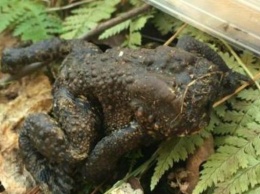 В США обнаружили жабу-"мутанта" (видео)