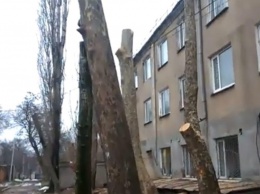 Николаевцы пожаловались на варварскую обрезку деревьев