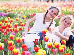 В пригороде Милана вскоре вновь зацветет море тюльпанов