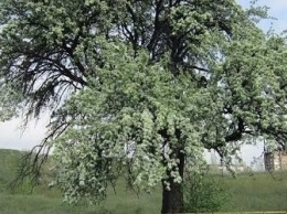 В центре Запорожья под угрозой оказалось дерево, которому 200 лет (ФОТО)