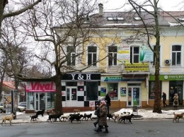 «Лицо города» - на главной улице Николаева разгуливает стая из 16 бездомных собак