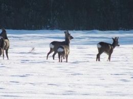 В Козелецком районе задержали браконьеров на снегоходе