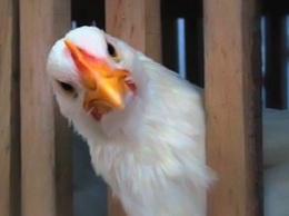 МХП заинтересован в поглощении французского производителя курятины Doux