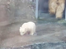В Николаевском зоопарке белый медвежонок впервые показался посетителям