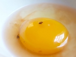 Вот что происходит с твоим организмом, если ты не ешь яйца постоянно! Всего лишь 1 куриное яйцо в день