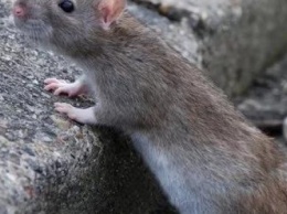 В павлоградских школах проведут травлю крыс и насекомых