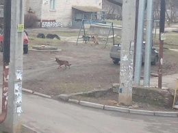 Скалят зубы и пытаются укусить, - николаевцы жалуются на собак, из-за которых боятся выйти во двор