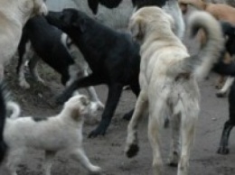 Программу по борьбе с бродячими собаками в Бердянске приняли с условием доработок