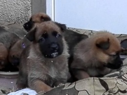 На одесских Черемушках 2 живодера зверски истязали и убили 8 маленьких щенков (ФОТО, ВИДЕО)