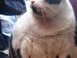 На одесском Привозе появится памятник огромной 15-килограммовой кошке Базарине (ФОТО)