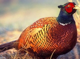 Переселение фазанов: как разводят птиц на Днепропетровщине?