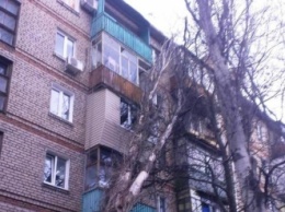 В Мелитополе тополь упал на пятиэтажный дом (фото)