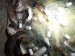 На Херсонщине браконьеры нанесли ущерб рыбхозу на 30 тысяч гривен