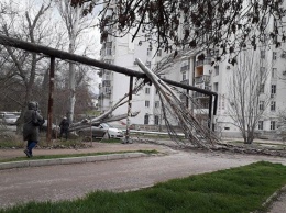 В Севастополе ветер валил деревья