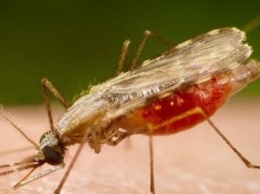Малярия на Харьковщине: мужчина "привез" опасный вирус из Конго