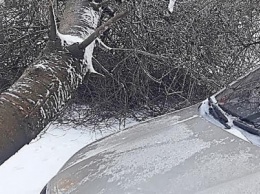 В Николаеве перед капотом припаркованного во дворе автомобиля рухнуло дерево, - ФОТО