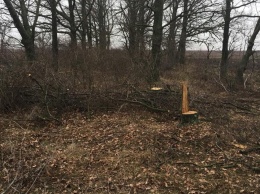 Местный житель жалуется на вырубку деревьев на Николаевщине