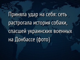 Приняла удар на себя: сеть растрогала история собаки, спасшей украинских военных на Донбассе (фото)