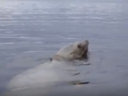 Спасение морского льва от удавки попало на видео