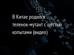 В Китае родился теленок-мутант с шестью копытами (видео)