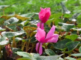 Накануне весны: в Черноморске уже подрезают розы, а в теплицах «Зеленхоза» подрастает цветочная рассада