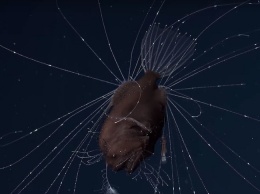 На видео впервые удалось заснять спаривание глубоководных морских чертей