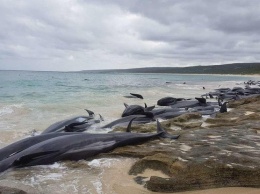 Более 150 дельфинов выбросились на берег (фото)