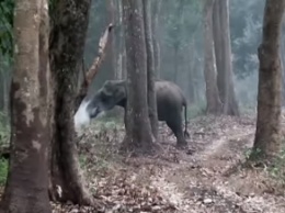 Извергающую дым слониху сняли на видео