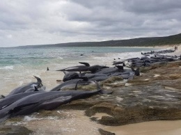 В Австралии более сотни дельфинов выбросились на берег