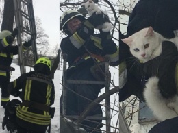 В Днепре сотрудники ГСЧС спасли котенка