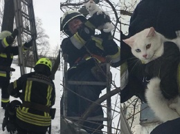 В Днепре пожарные спасли котенка