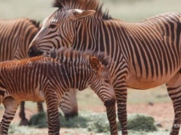 ООН: к 2100 году в Африке вымрет половина видов животных