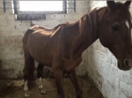 Хозяин спортивного клуба в Киеве морит голодом 14 лошадей - СМИ