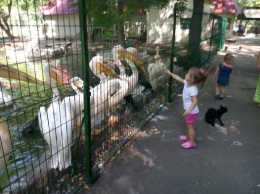 В Одесском зоопарке назвали победителей фотоконкурса, посвященного пеликанам