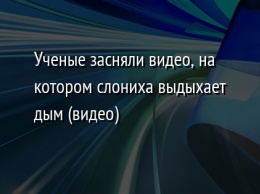 Ученые засняли видео, на котором слониха выдыхает дым (видео)