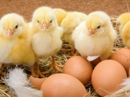 В Украине дешевеют яйца, но дорожает капуста