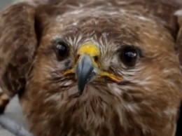 Невероятно милую птицу спасла одесская школьница (ВИДЕО)
