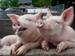 В одном из сел Луганщины на полгода запрещено разведение свиней