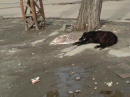 В центре Николаева стая бродячих собак напала на девочку