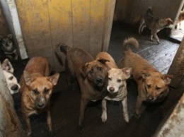 В России возбудили дело против ветеринара, который замучил 170 собак
