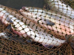 В Бахмуте рыболов должен заплатить более 4 тысяч гривен штрафа