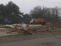 В Одессе за счет деревьев в парке расширяют дорогу, где попал в аварию Труханов (ФОТО)