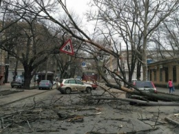 В Одессе упало дерево (ФОТО)