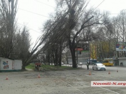 Тополь упал на провода электросети в Николаеве - движение трамваев заблокировано