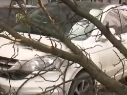 В центре Киева дерево упало на припаркованные автомобили
