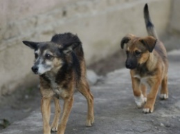 В Запорожской области на улице массово травят собак (фото)