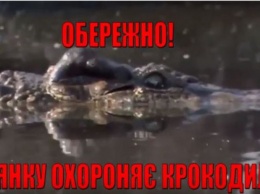 Охранять границу на Дунае будут дрессированные крокодилы: ГПСУ опубликовала видео