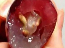 Эти виноградные семена уничтожают даже самое смертоносное заболевание и оставят многих врачей без работы!